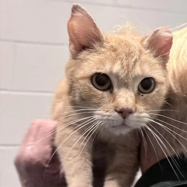An adult medium-sized female Tabby (Orange / Red) Domestic Short Hair cat named Hope for adoption in Columbus, IN