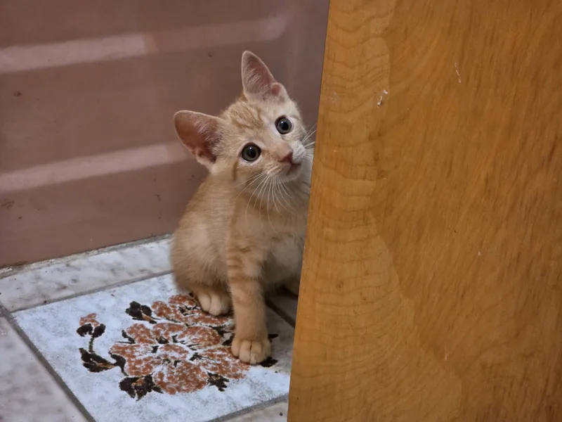 A baby medium-sized male Tabby (Orange / Red) Domestic Short Hair cat named Chad for adoption in Maitland, FL