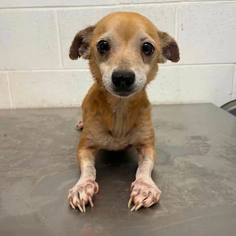 An adult small-sized female Brown / Chocolate Chihuahua dog named Vanya C for adoption in Allen, TX