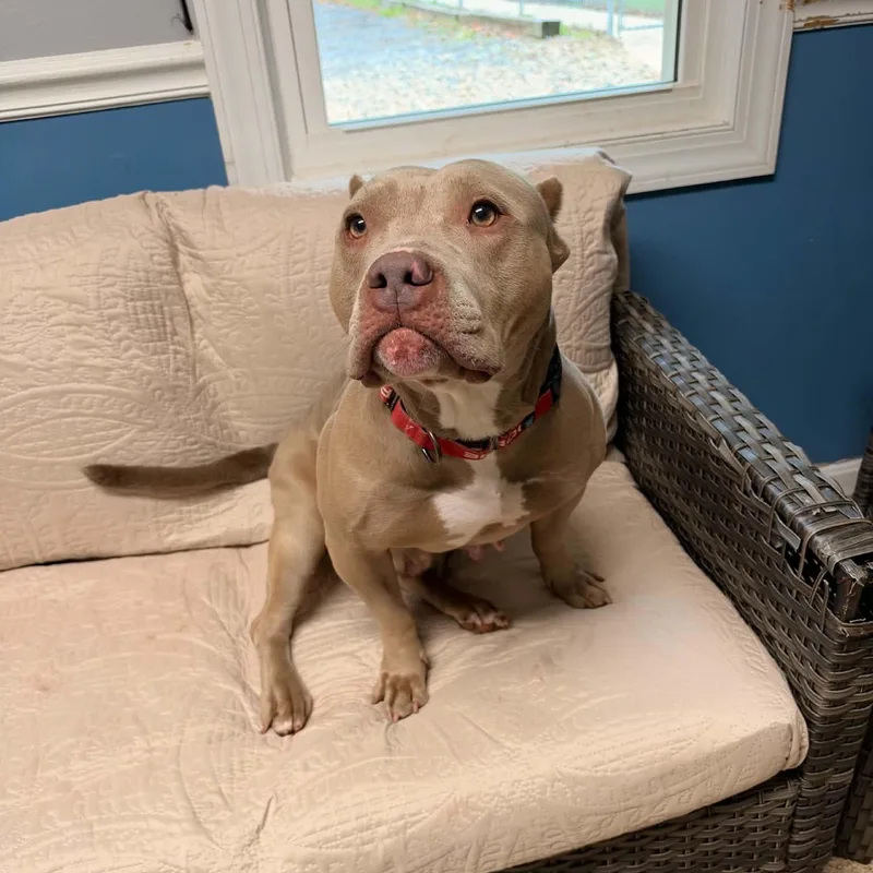 An adult medium-sized female Sable American Staffordshire Terrier dog named Boo Berry for adoption in Sunderland, MD