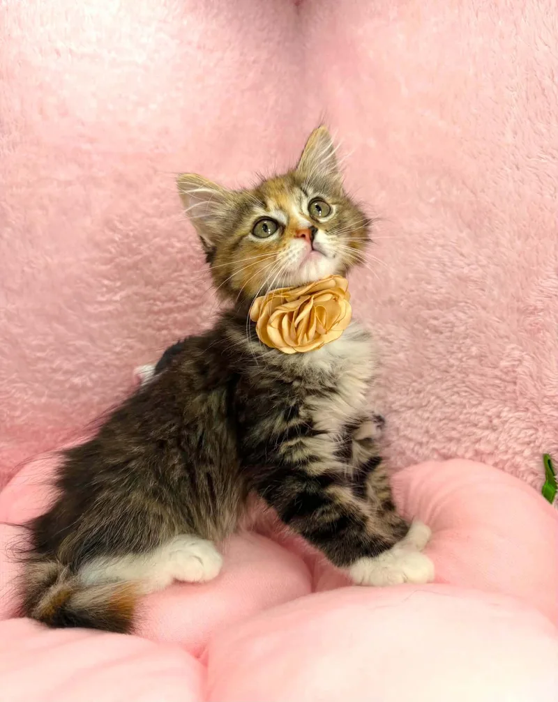 A young medium-sized female Calico Ragamuffin cat named Ralynn for adoption in Tavares, FL