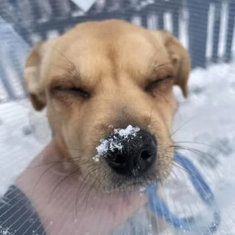 A young small-sized female White / Cream Terrier dog named Basil for adoption in Barrington Hills, IL