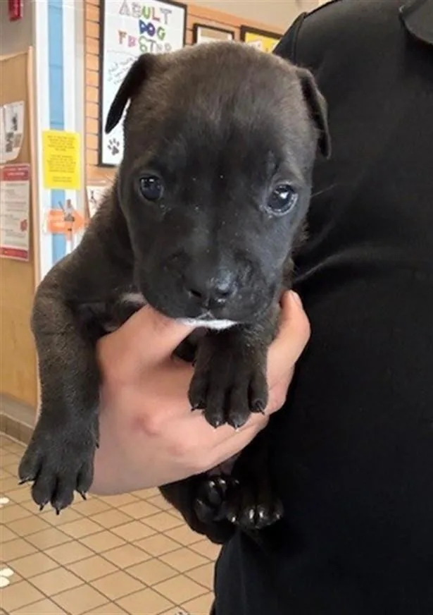 A baby small-sized female Pit Bull Terrier dog named Cassie for adoption in Burbank, CA