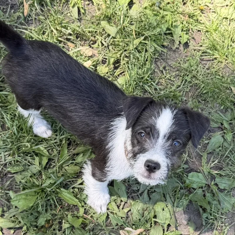 A young small-sized male Maltese dog named Quarter for adoption in Racine, WI