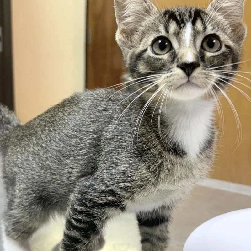 A baby small-sized male Domestic Short Hair cat named Terrance for adoption in Tyler, TX