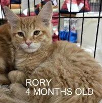 A baby medium-sized male Orange / Red Tabby cat named Rory for adoption in Henderson, NV