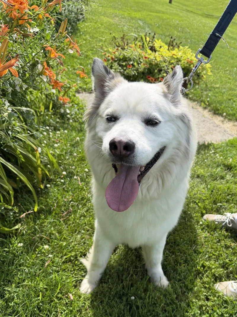 An adult large-sized male Alaskan Malamute dog named Ollie for adoption in Williamsburg, IA