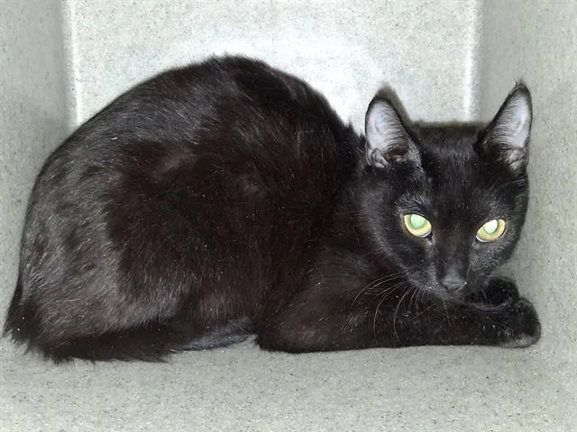 A young small-sized female Domestic Short Hair cat named Spooks for adoption in Lancaster, CA