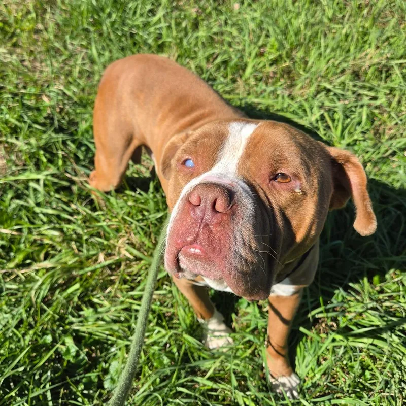 A senior large-sized male American Bulldog dog named Savage for adoption in Binghamton, NY