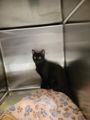 An adult medium-sized female Domestic Short Hair cat named Sprite for adoption in Fergus Falls, MN