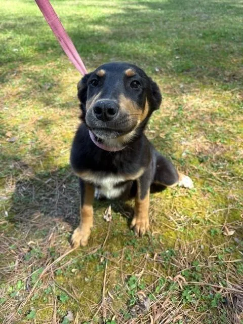 A baby medium-sized female Cane Corso dog named Rollie for adoption in Warrenton, NC