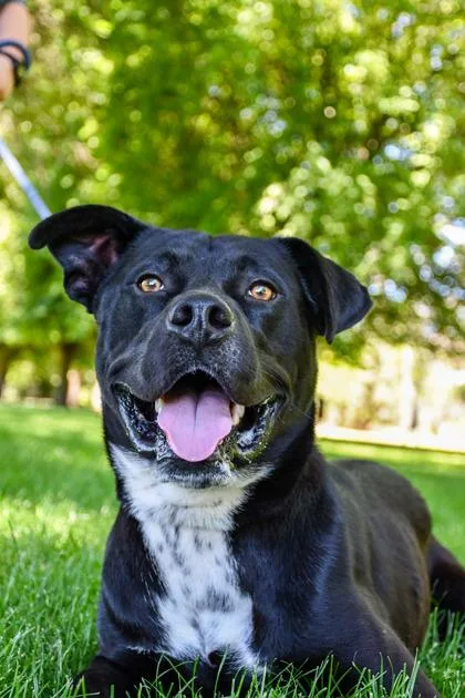 An adult large-sized male Labrador Retriever dog named Benny for adoption in Yakima, WA