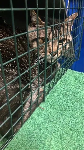 A young medium-sized male Domestic Short Hair cat named Bob for adoption in Dallas, TX