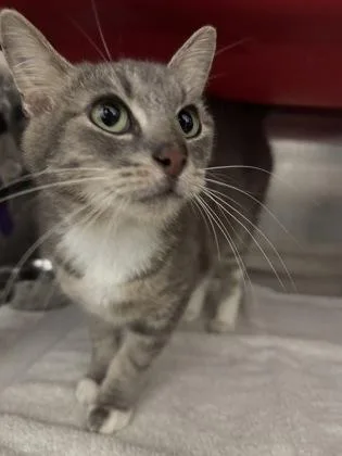 An adult medium-sized female Domestic Short Hair cat named Glenda for adoption in Cincinnati, OH