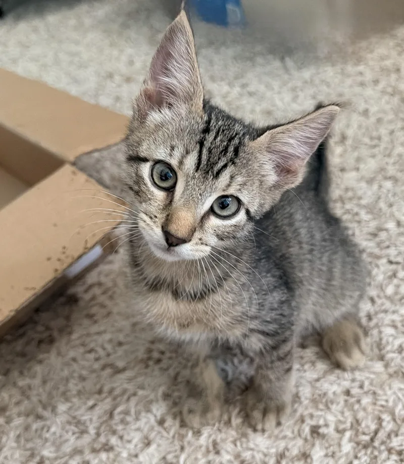 A baby small-sized male Tabby (Brown / Chocolate) Tabby cat named Toby for adoption in Melbourne, FL