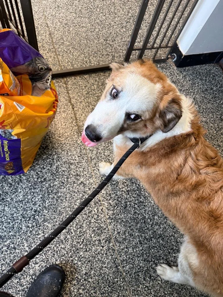 A young large-sized male Mixed Breed dog named Tommy for adoption in Columbia, TN