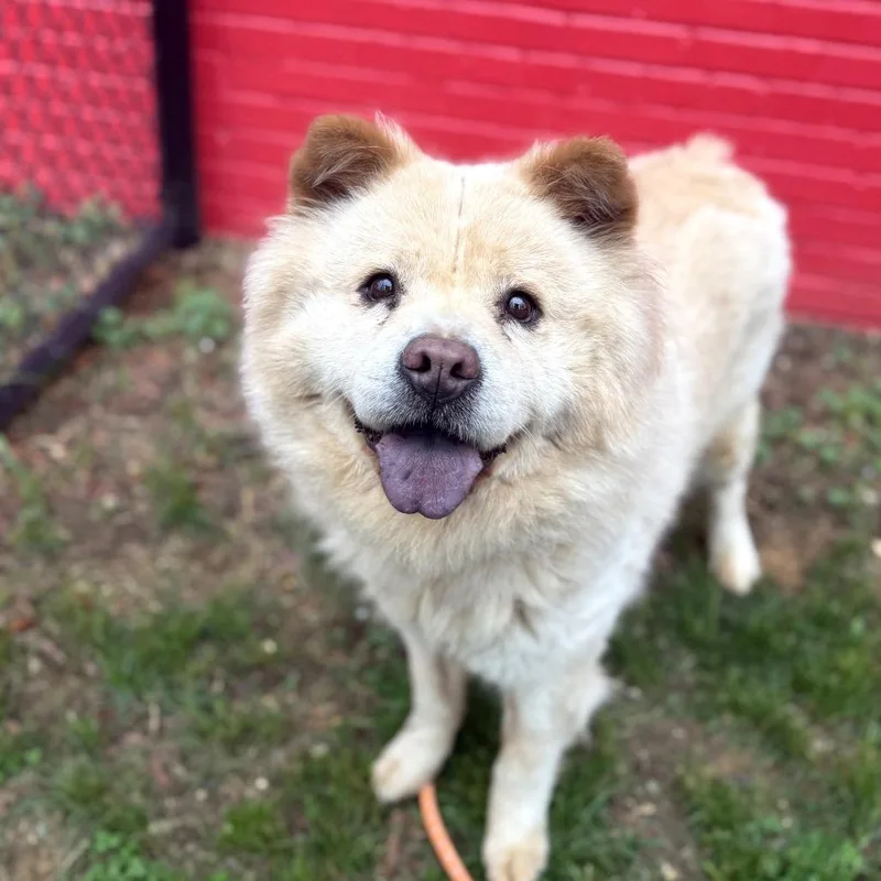 An adult small-sized female Yellow / Tan / Blond / Fawn Chow Chow dog named Lady Coming Soon for adoption in Dover, NH