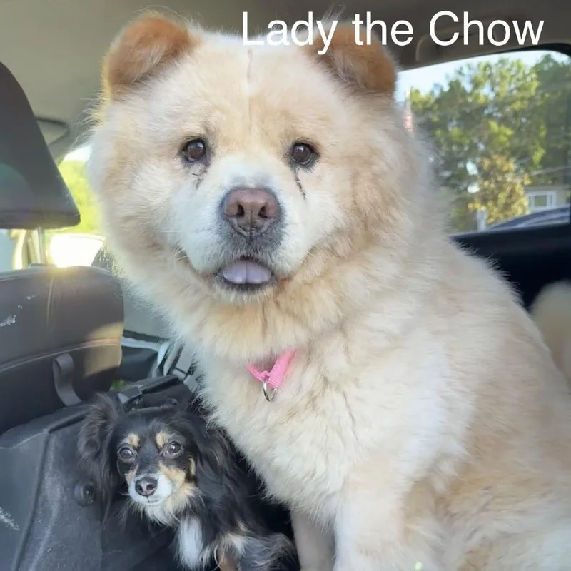 Lady Coming Soon thumbnail 4