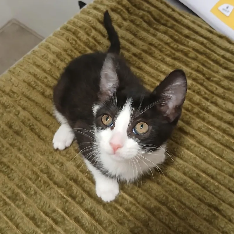 A baby small-sized female Black Domestic Short Hair cat named Wheat Thin for adoption in York, PA