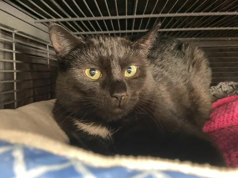 An adult medium-sized female Black Domestic Short Hair cat named Minna for adoption in Gettysburg, PA