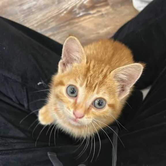 A young small-sized female Orange / Red Domestic Short Hair cat named Olive for adoption in Tyler, TX