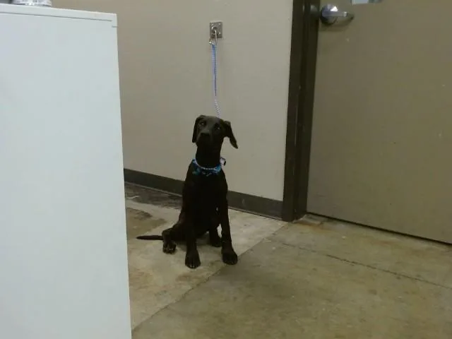 A baby medium-sized female Pit Bull Terrier dog named Lilo for adoption in Ontario, CA