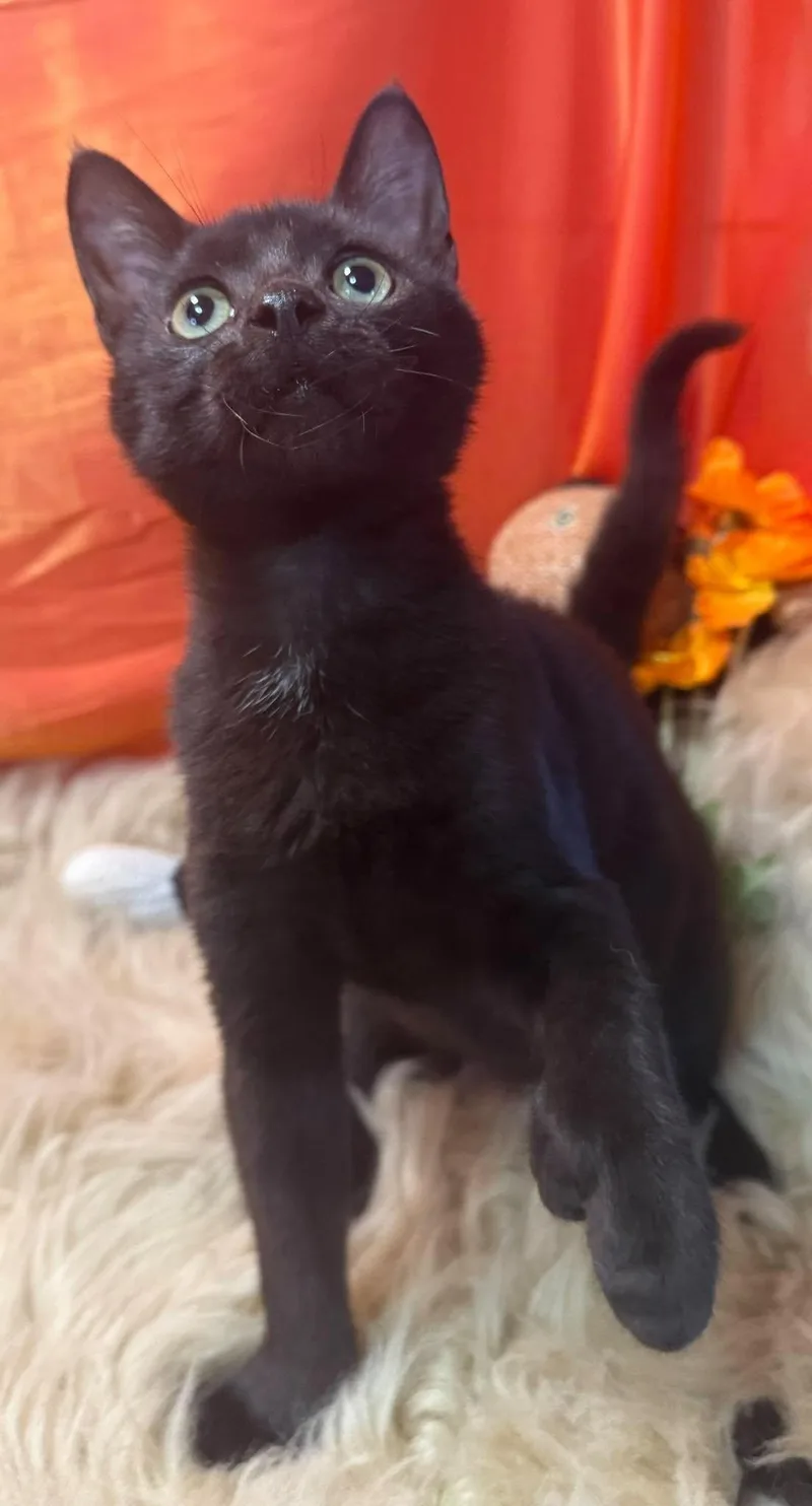 A baby small-sized male Black Extra-Toes Cat / Hemingway Polydactyl cat named Devin The Fingered for adoption in Ocean Springs, MS