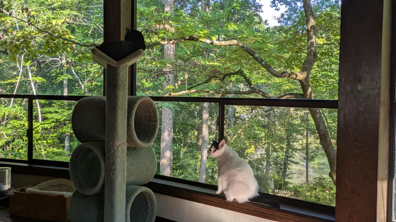 A senior medium-sized female White Domestic Short Hair cat named Purrl for adoption in Marietta, GA