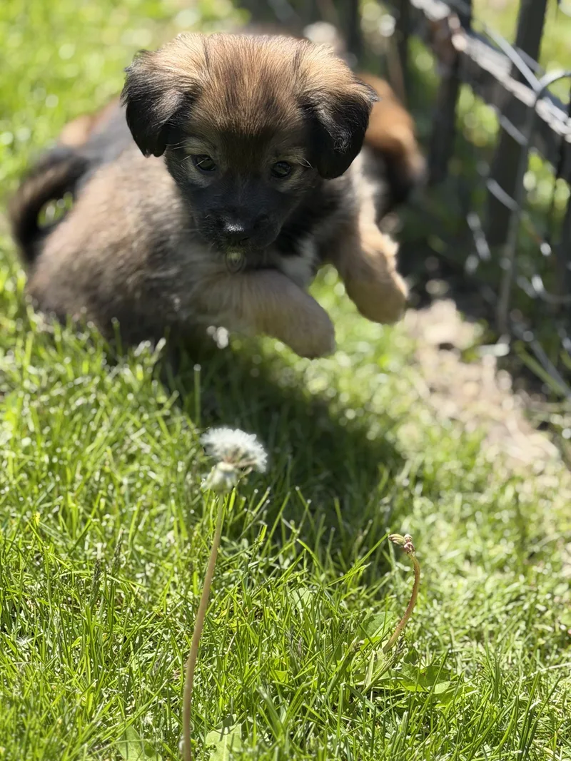 A baby small-sized male Brown / Chocolate Terrier dog named Guinness for adoption in Plainfield, IL