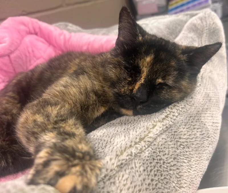 An adult medium-sized female Domestic Short Hair cat named Magnolia for adoption in Wintersville, OH