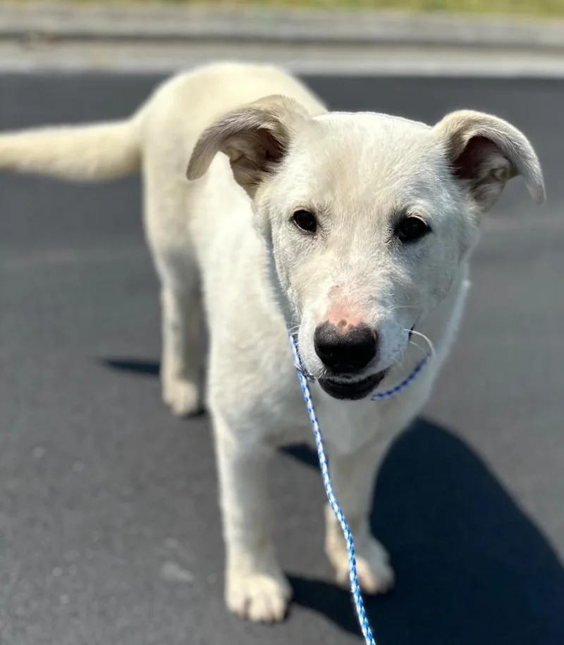 A baby medium-sized male Mixed Breed dog named Fender for adoption in Rome, GA