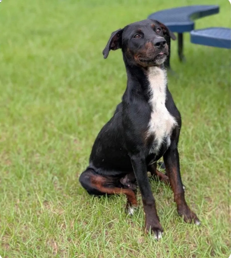 A young medium-sized male Plott Hound dog named Blocks for adoption in Bloomfield, CT