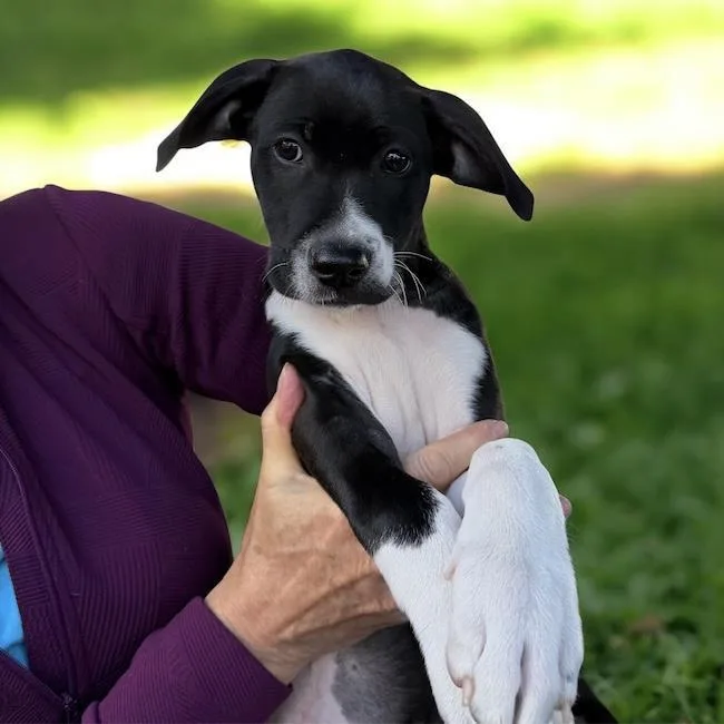 A baby medium-sized male Border Collie dog named Monet Pup  Turner for adoption in San Diego, CA