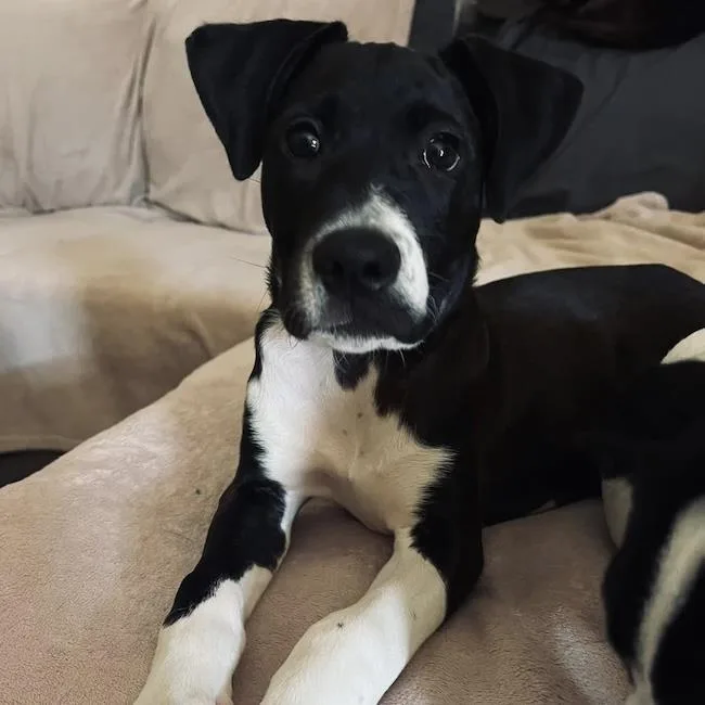 Monet Pup  Turner thumbnail 2