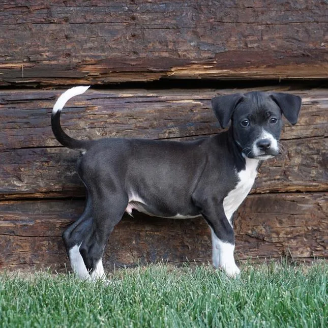 Monet Pup  Turner thumbnail 3
