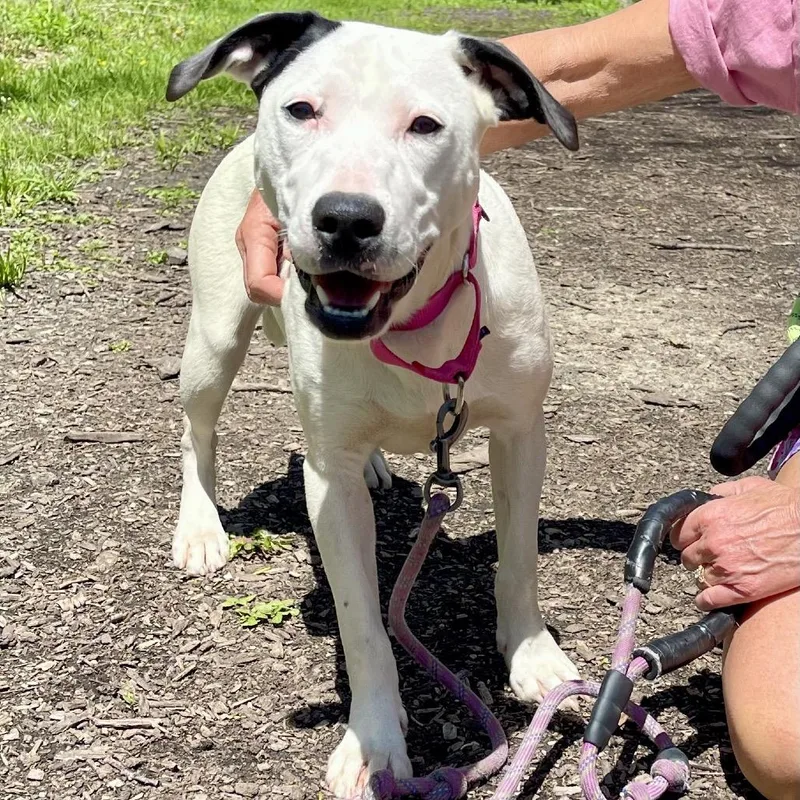 A young medium-sized female White / Cream Mixed Breed dog named Fresca for adoption in Deerfield, IL