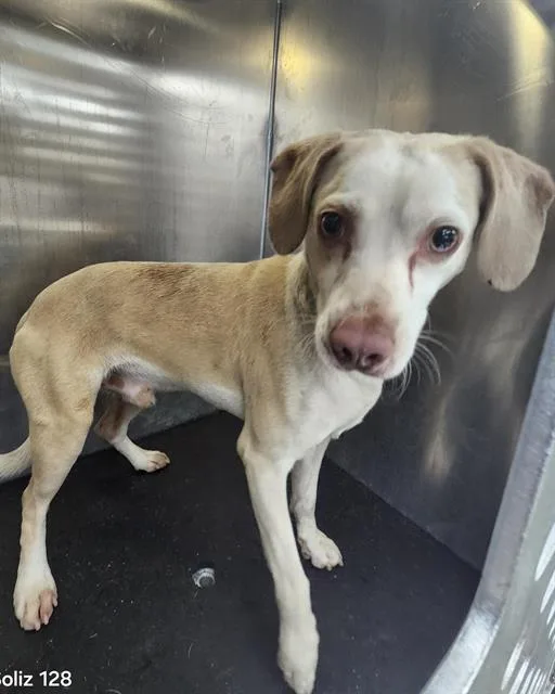 A young small-sized male Terrier dog named Tony for adoption in San Antonio, TX