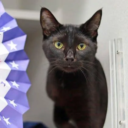 An adult small-sized male Black Domestic Short Hair cat named Thyme for adoption in Atlanta, GA