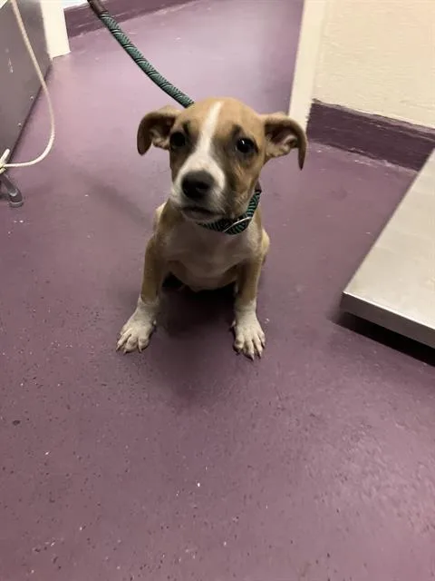 A baby small-sized female Pit Bull Terrier dog named Ember for adoption in Long Beach, CA