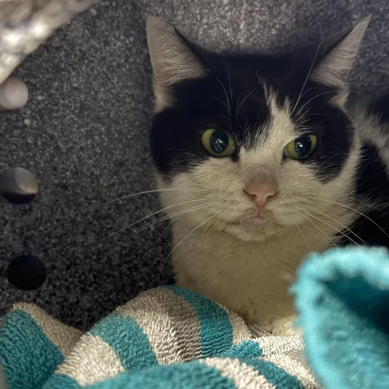 An adult medium-sized female Black Domestic Short Hair cat named Reagan for adoption in Pauls Valley, OK
