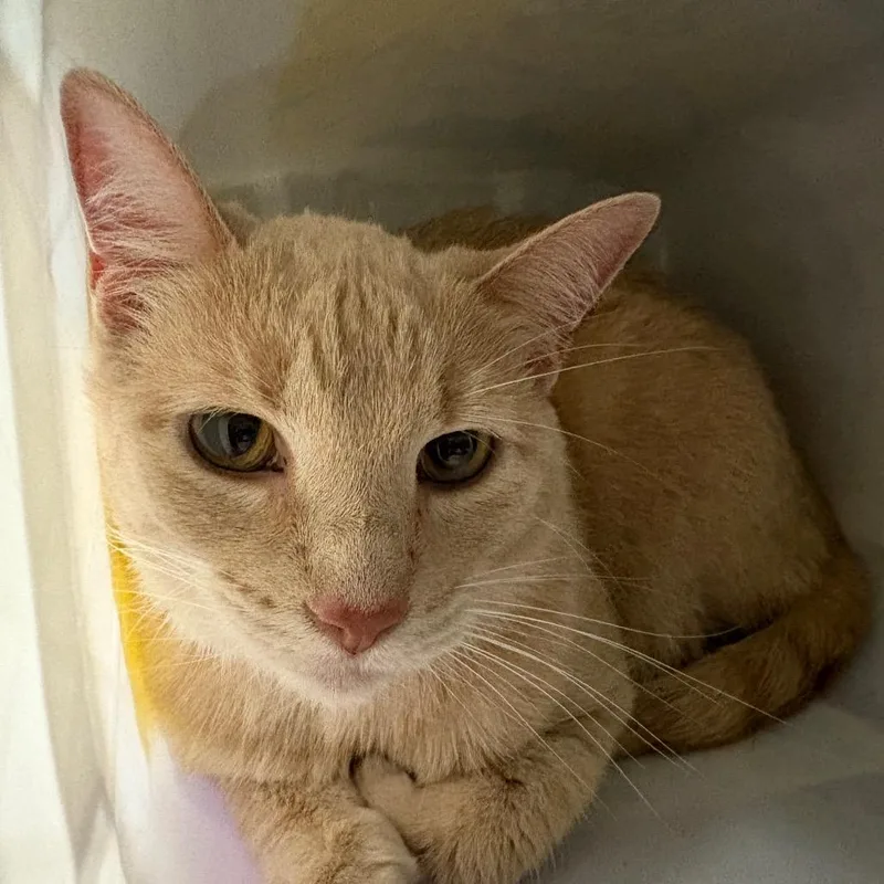 A senior large-sized female Buff / Tan / Fawn Domestic Short Hair cat named Cheeto for adoption in Manhattan, KS