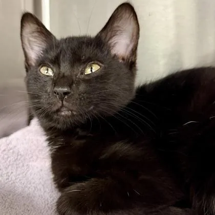 A baby small-sized female Black Domestic Short Hair cat named Atom for adoption in Atlanta, GA