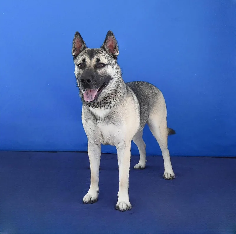 An adult medium-sized male German Shepherd Dog dog named Axel for adoption in Pasadena, CA