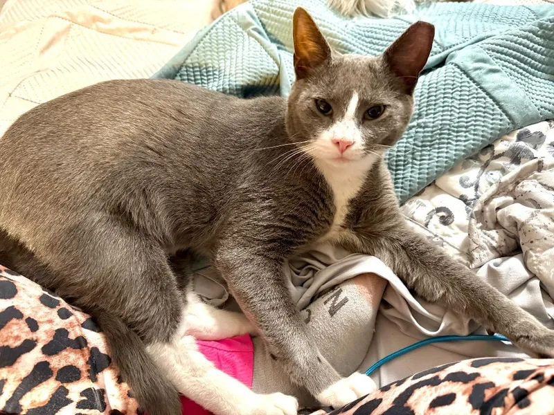 A young large-sized male Domestic Short Hair cat named Rocko for adoption in Augusta, GA