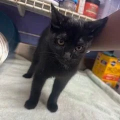 A baby small-sized male Black Domestic Short Hair cat named Benny for adoption in Enterprise, AL