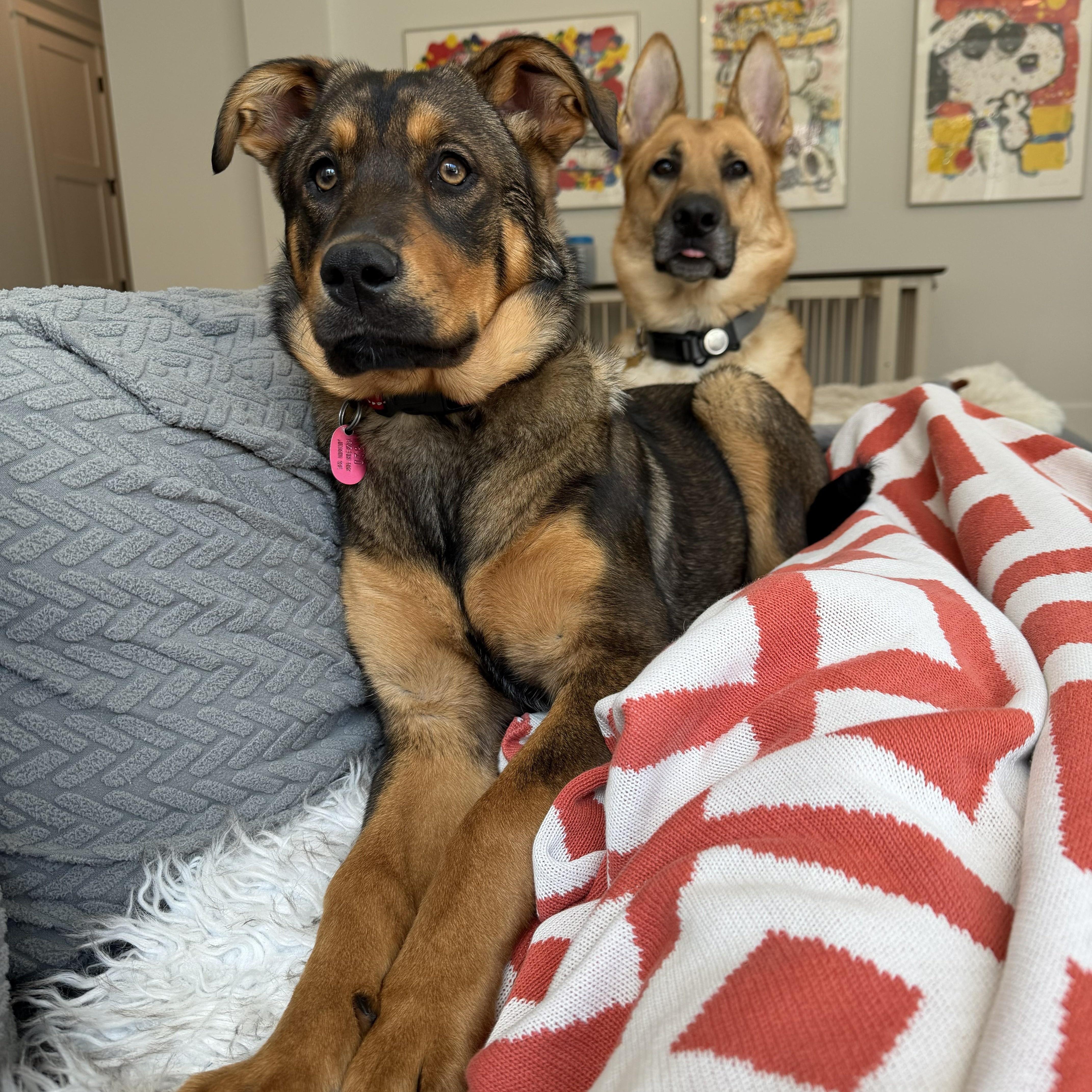 Pennyshep Mix Puppy! In