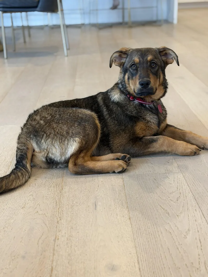 Pennyshep Mix Puppy! In thumbnail 2