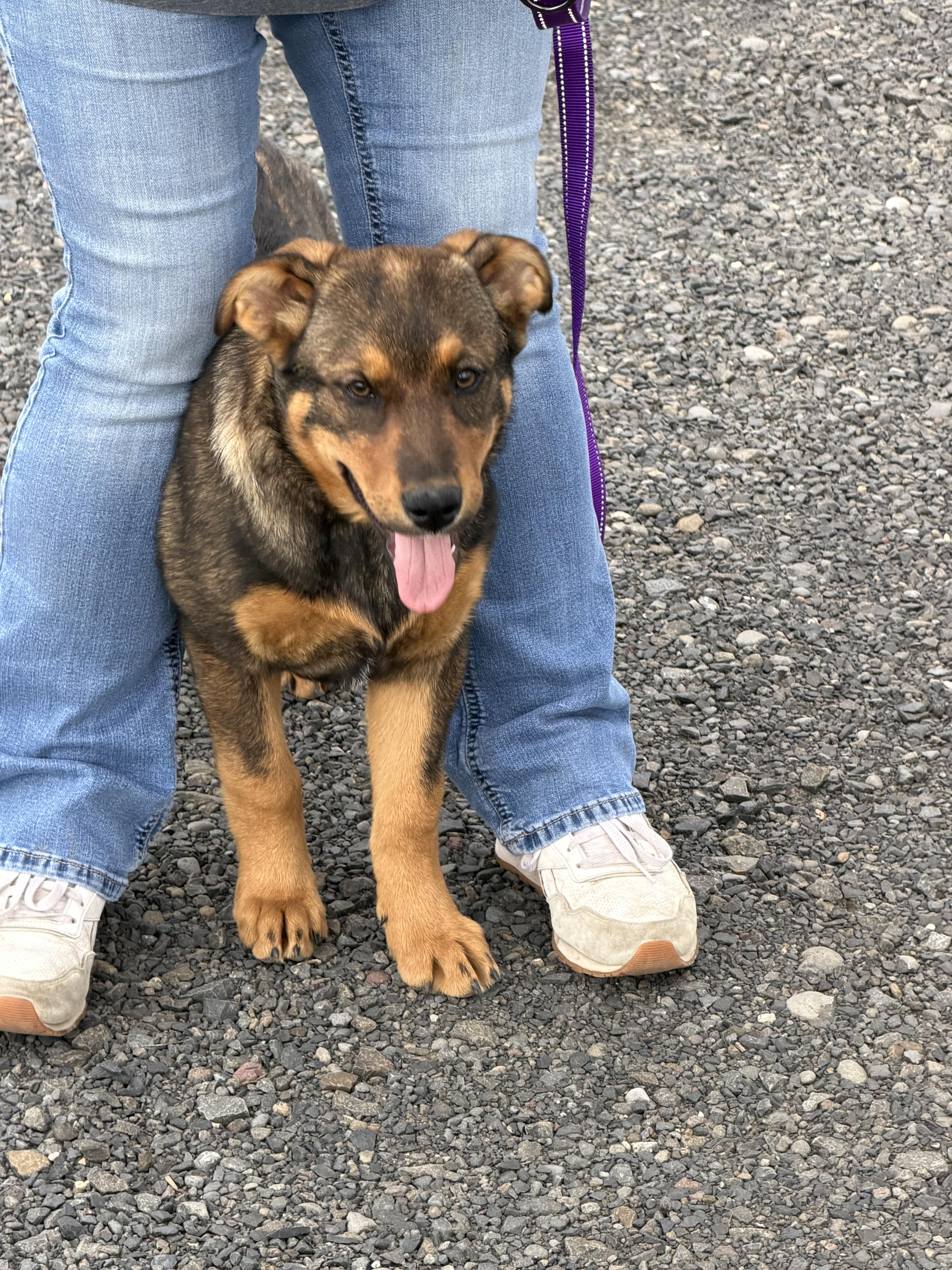 Pennyshep Mix Puppy! In thumbnail 5