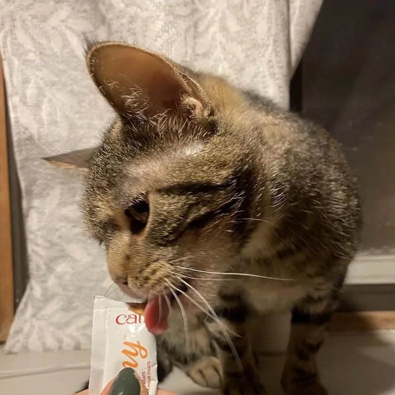 A young medium-sized female Brown / Chocolate Domestic Short Hair cat named Melon for adoption in Buffalo, MN