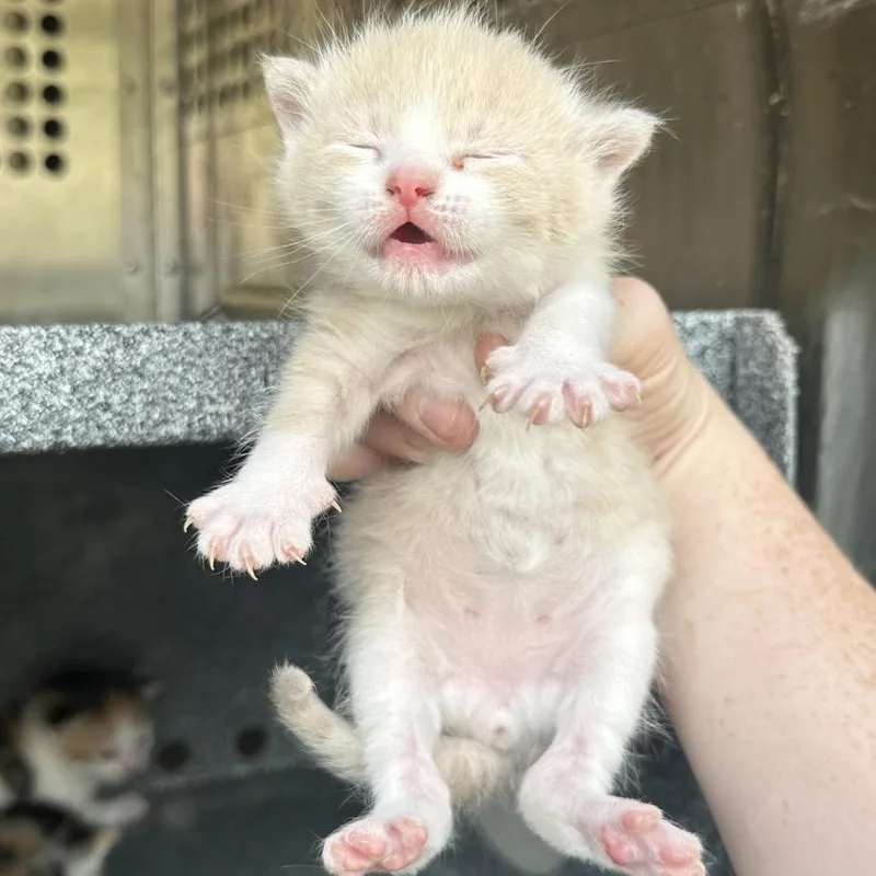 A baby small-sized male Buff / Tan / Fawn Domestic Short Hair cat named Swank for adoption in Birmingham, AL
